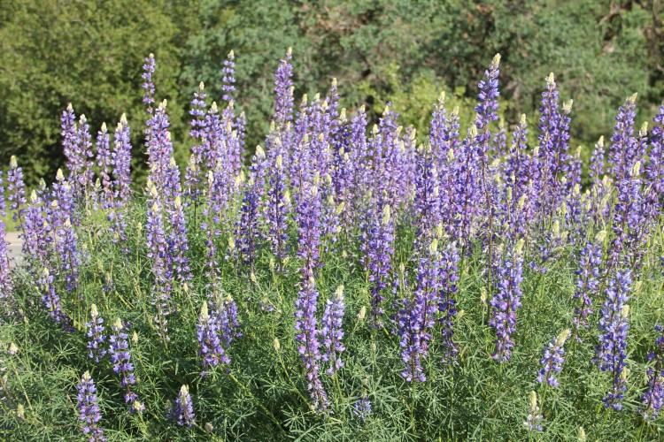 Lupines on Southside of Sequoia NP